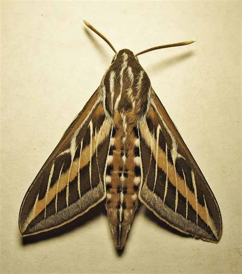 Large California Moths Gallery