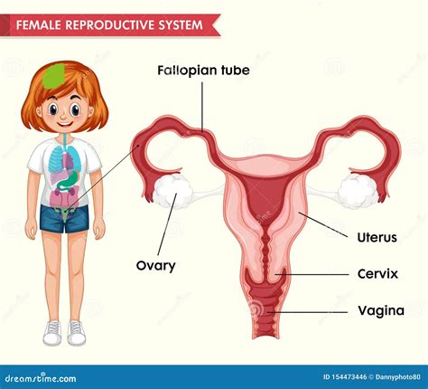 Scientific Medical Illustration Of Female Reproductive System Stock