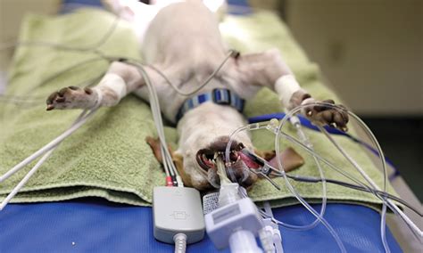 Endotracheal Intubation Preparation Can Be Lifesaving Veterinary Team Brief