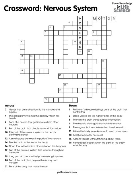 Nervous System Crossword Puzzle Answer Key Anatomy Crossword Puzzles