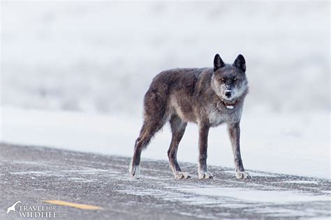 A Guide To Wolf Watching In Yellowstone In Winter