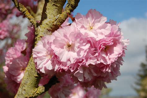 Kwanzan Flowering Cherry Tree Profile By Kuenzi Turf And Nursery