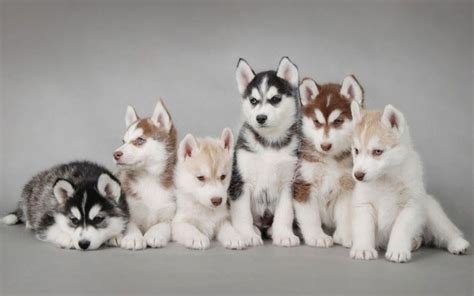 He's friendly, playful and sweet. Siberian Husky price range. How much does a Husky puppy cost?