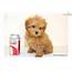 Pin Maltipoo Picture 1 On Pinterest  Puppy Puppies