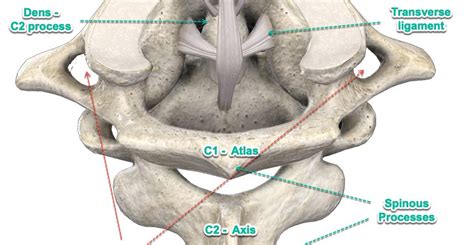 Cervical Spine Anatomy Sport Med School
