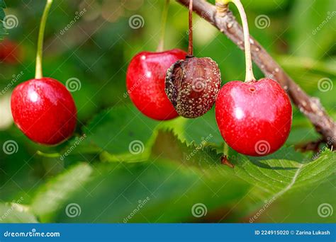 Rotten Cherries On A Fruit Tree Among Healthy Normal Ripe Berries