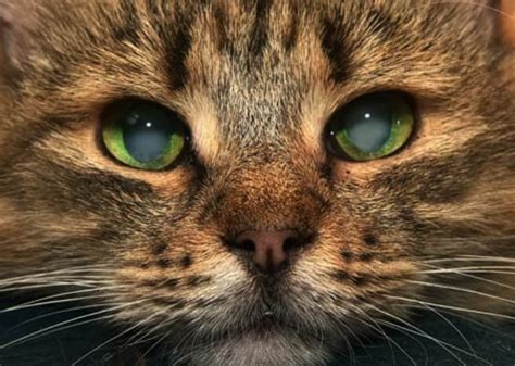 Cataracts Opacity Of The Lens In Cats Cat World
