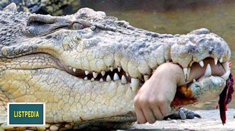 Top 10 Most DANGEROUS Animals In The World - YouTube