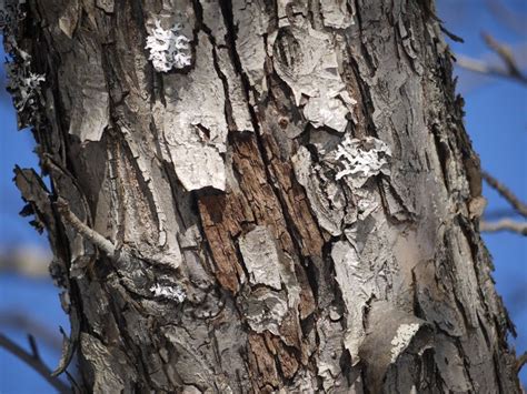 Hence, to avoid diseases, maple tree planting should be done with the use of appropriate soil. Maple Tree Bark Disease - Diseases On Maple Trunk And Bark ...