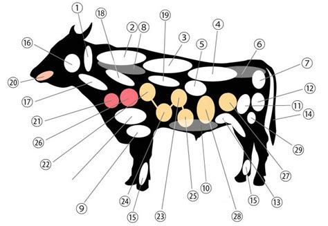 Beef cheeks cartoon / a stunning beef cartoon char. Carne bovina - cortes (II)