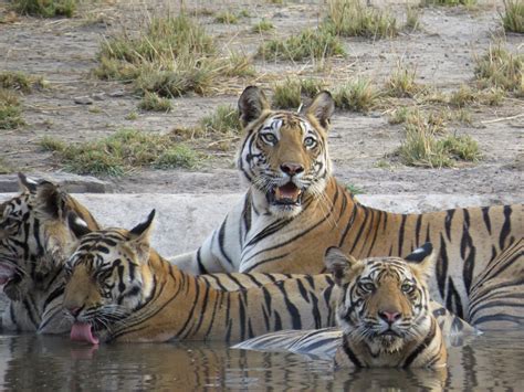 The Best Tiger Safaris In India