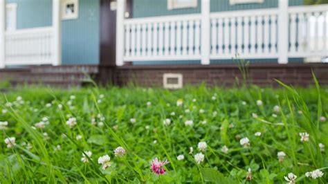 Clover Lawns Are Trending Here Are The Pros And Cons Of This