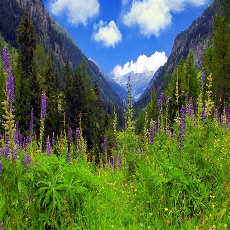 Mountain Wildflowers Wild Flowers Natural Landmarks Landmarks