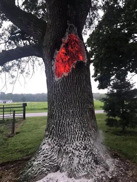 Tree Burning From Inside Out After Having Been Struck By Lightning Awesome Lightning