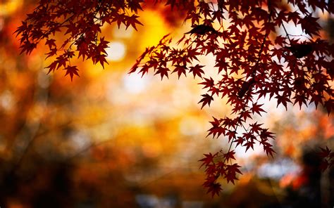 Fall Leaves Wallpapers 72 Images