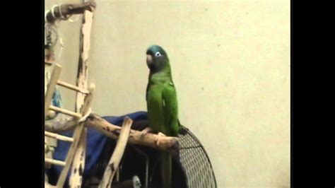 How Loud Is A Blue Crown Conure Youtube