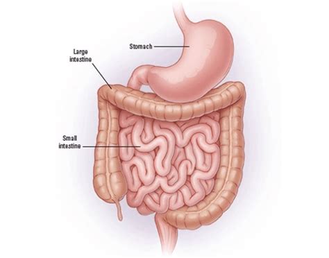 At regular distances along the colon, the smooth muscle of the muscularis layer causes the intestinal wall to gather, producing a series of pouches called haustra. Small and Large Intestine Anatomy