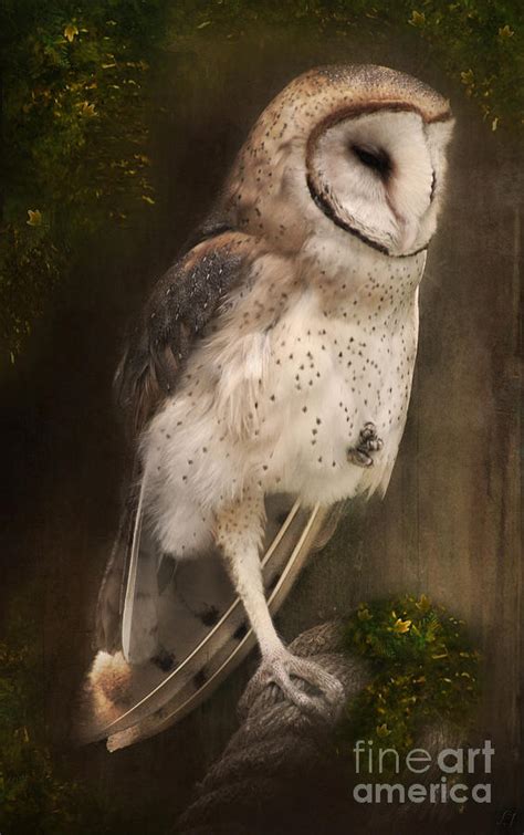 The Ghost Owl Photograph By Lynn Jackson Fine Art America