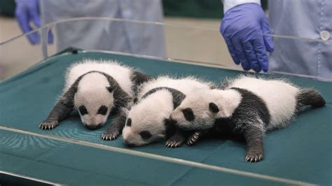 In Pictures Chinas Baby Pandas Press And Journal