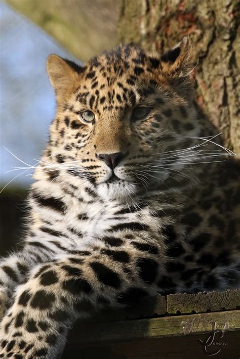 Marwell Zoo Anik Amur Leopard Jasmine Curtis Flickr