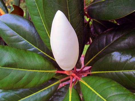 Perfect Magnolia Bud Photograph By Tina M Wenger Pixels