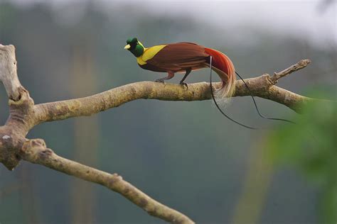 A Red Bird Of Paradise Perches Photograph By Tim Laman