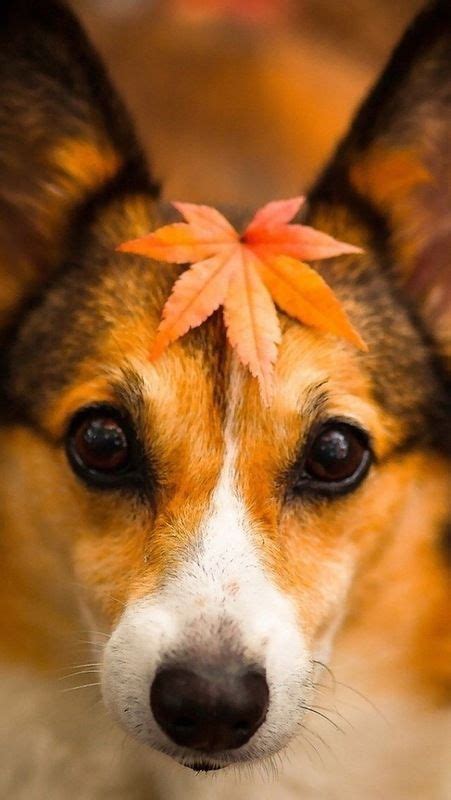 20 Cute Corgi Dog Pictures You Will Love Fallinpets