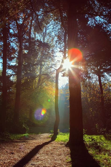 Morning Sun Rays Shining In The Autumn Forest Stock Image Image Of