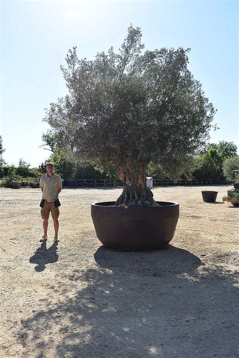 Uks Largest Potted Olive Tree Olive Grove Oundle