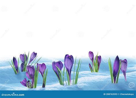 Beautiful Crocuses Growing Through Snow Against White Background First
