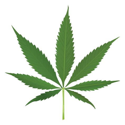 Allgemeines zum hanfanbau indoor (drinnen) hat man sich also für eine lokalität für den hanfanbau entschlossen (indoor oder outdoor), folgt die vorbereitung. Cannabis Zuhause