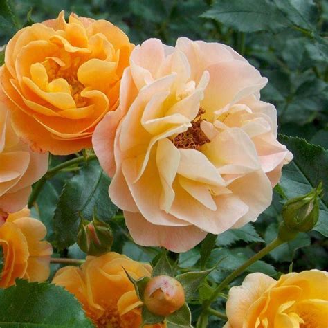 Rose Flower Carpet Amber Garden Plants