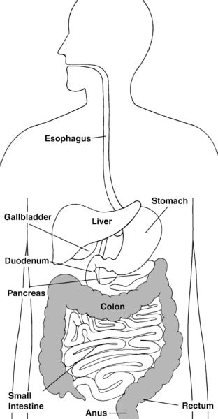Digestive System With Labels Focusing On The Colon Rectum And Anus