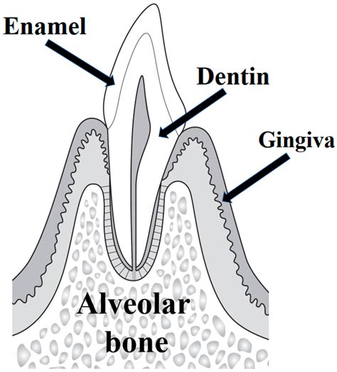 Alveolar Bone Anatomy
