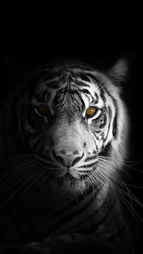 Download White Tiger Close Up Black And White Pfp Wallpaper
