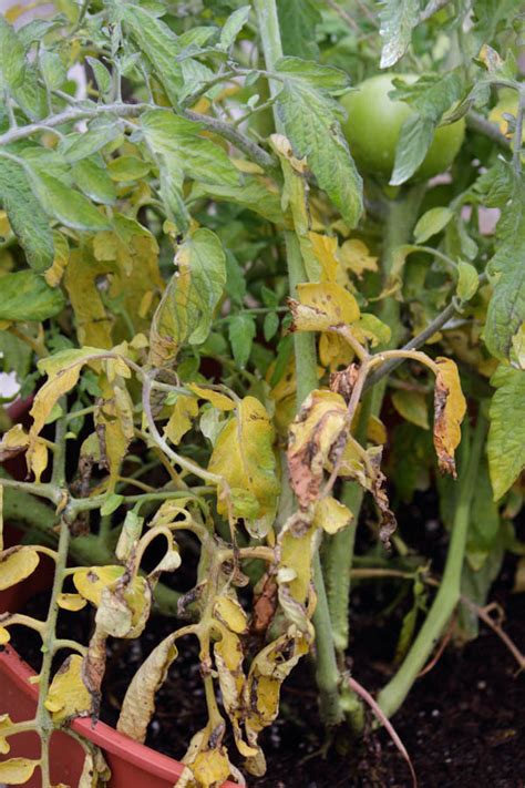 Yellow Leaves On Tomato Plants A Gardenzeus Guide Part 2 Of 3