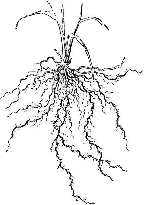 Plant With Roots Drawing