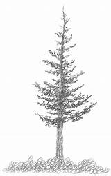 Pine trees are one of the mist beautiful trees on the planet. 3.2.A2 Squirkle a Realistic Spruce Tree - Drawspace