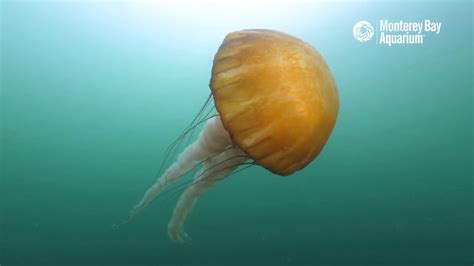 A Few Minutes With Wild Sea Nettle Jellyfish In Monterey Bay Youtube