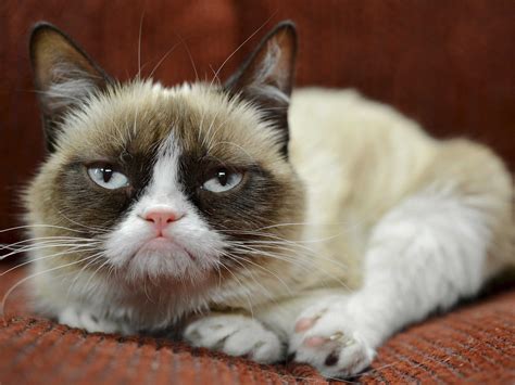 Grumpy Cat Has Earned Her Owner Nearly 100 Million In Just 2 Years