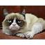 Grumpy Cat Has Earned Her Owner Nearly $100 Million In Just 2 Years 