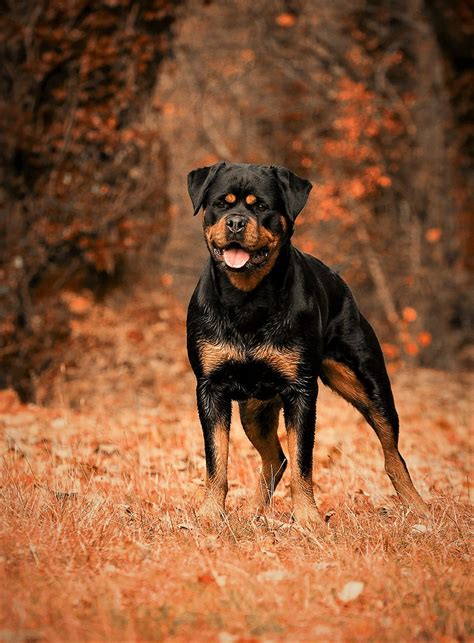 Rottweiler Portrait Image Abyss