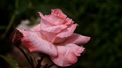 Pink Rose With Water Drops In Blur Green Background Hd Flowers