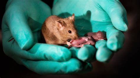 Same Sex Mice Have Babies Bbc News