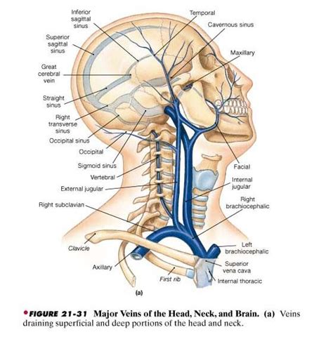 The internal jugular vein is a paired jugular vein that collects blood from the brain and the superficial parts of the face and neck. Major veins of head and neck | Medical anatomy, Body ...