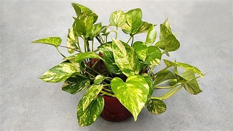 How to grow money plant | Grow from cutting 
