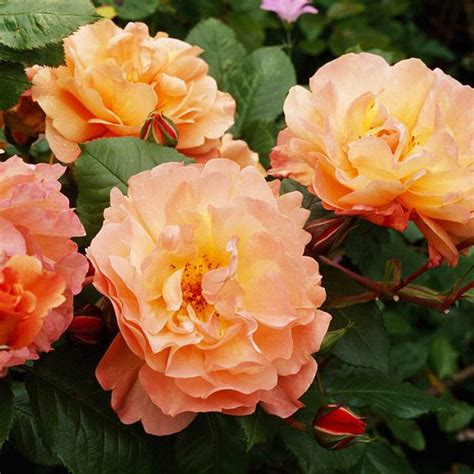 Top Roses For The Pacific Northwest Better Homes And Gardens