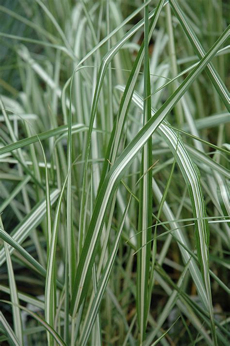 Avalanche Feather Reed Grass Calamagrostis X Acutiflora