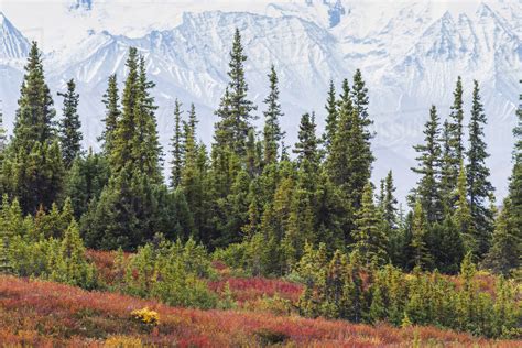 Taiga Boreal Forest And Tundra Near Wonder Lake In Denali National