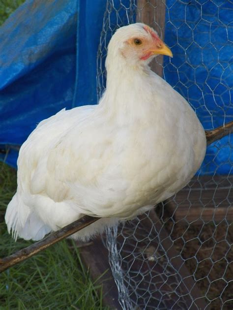 White Pullet With White Earlobes Laid Brown Eggswhat Is She Page